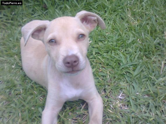 Foto del perro Brown