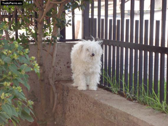 Foto del perro Nerinna