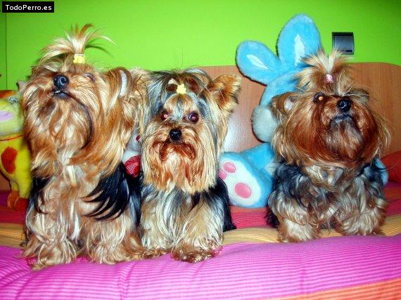 Foto del perro Sisi, vera y villy