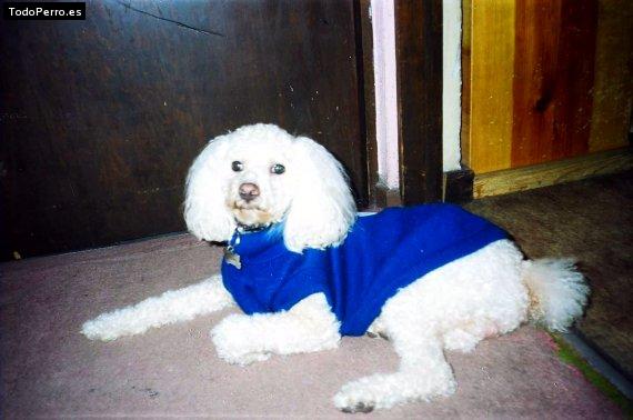Foto del perro Spooky