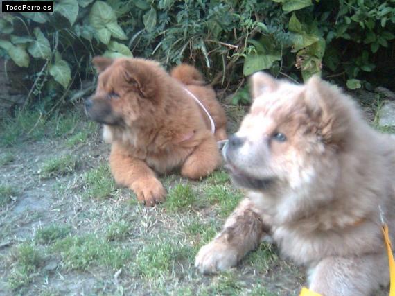 Foto del perro Bonna y abby