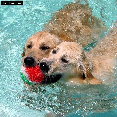 Foto del perro Luna y lana