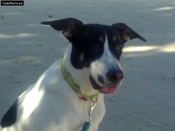 Foto del perro Hanna