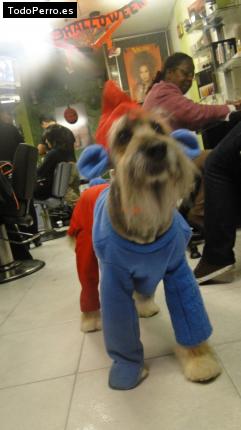 Foto del perro Tommy