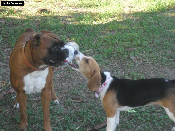 Foto del perro Luna y hanna