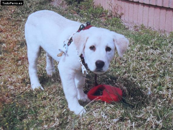 Foto del perro Pancho