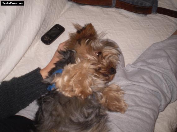 La foto del perro
