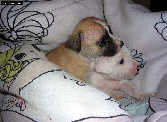 Foto del perro Lainy y comotu