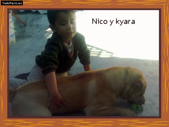 Foto del perro Kyara