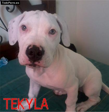 Foto del perro Tekyla