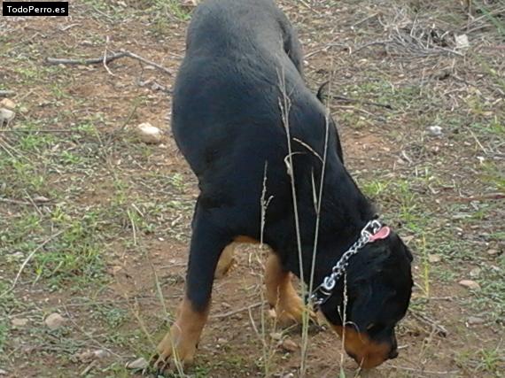 Foto del perro Sinba