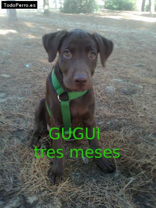 Foto del perro Gugui