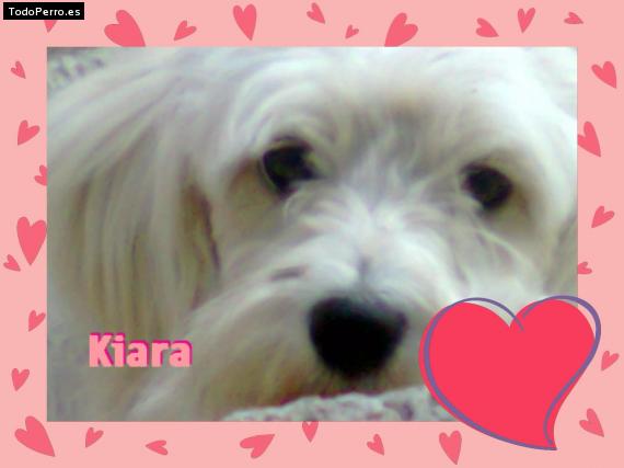 Foto del perro Kiara