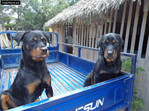 Foto del perro Aquiles y lazy