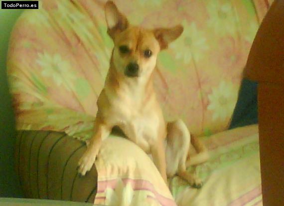 Foto del perro Katty