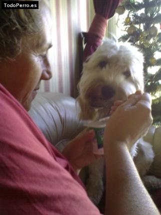 La foto del perro