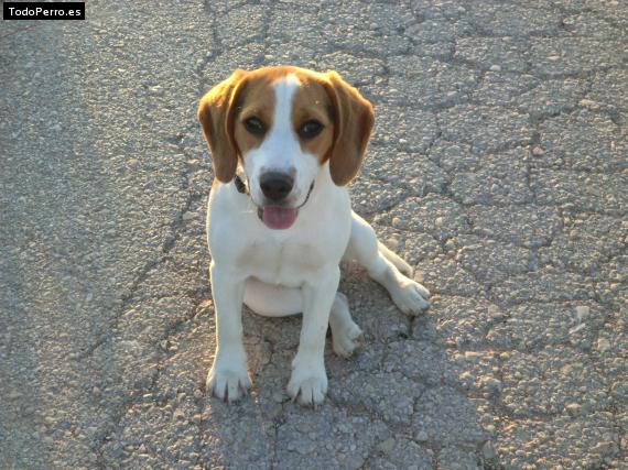 Foto del perro Nalita