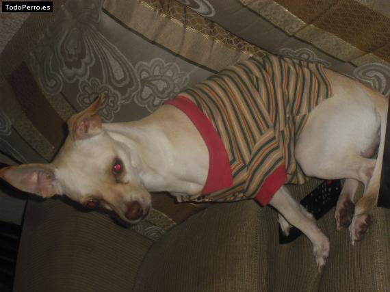 Foto del perro Rintintin