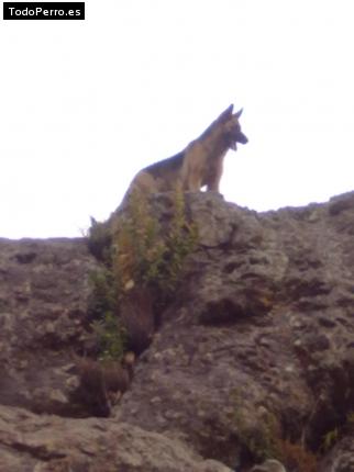 Foto del perro Loba