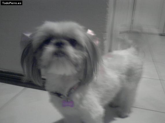 Foto del perro Janis
