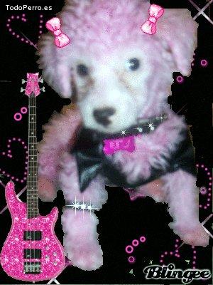 Foto del perro Eiza charmin