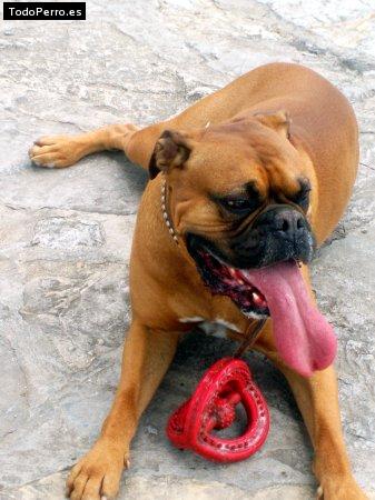 Foto del perro Tekila