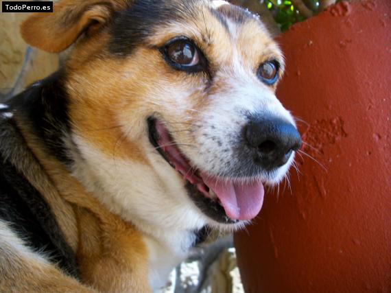 Foto del perro Rallin