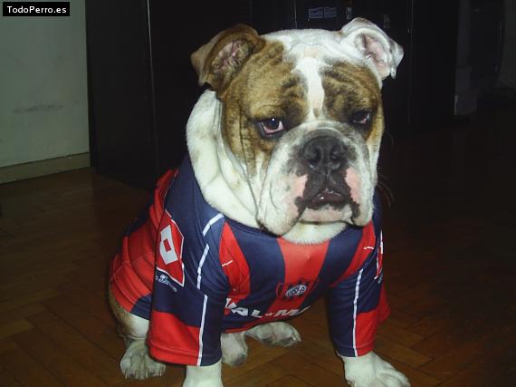 Foto del perro Bulldogs gio