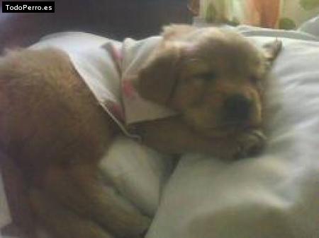 Foto del perro Roxy