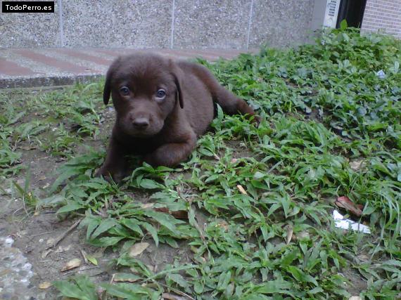 Foto del perro Caramelo