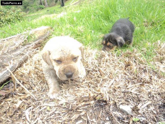 Foto del perro Gasper y sam