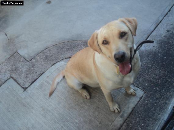 Foto del perro Canela