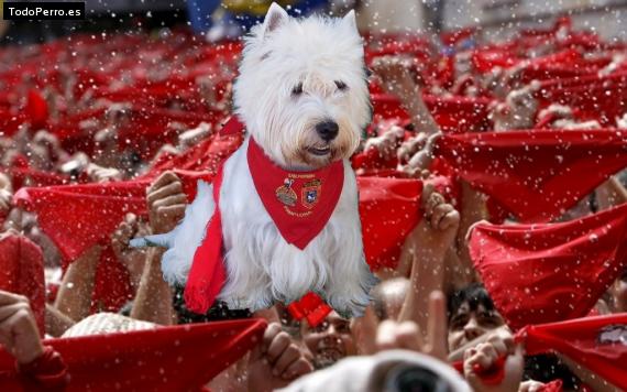 Foto del perro Pipo