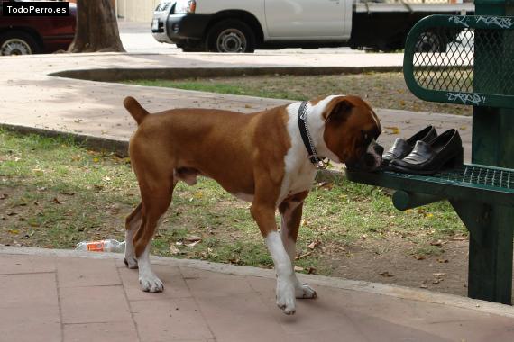 Foto del perro Box