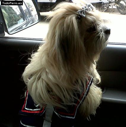 La foto del perro