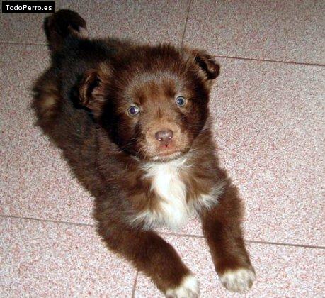 Foto del perro Sasa