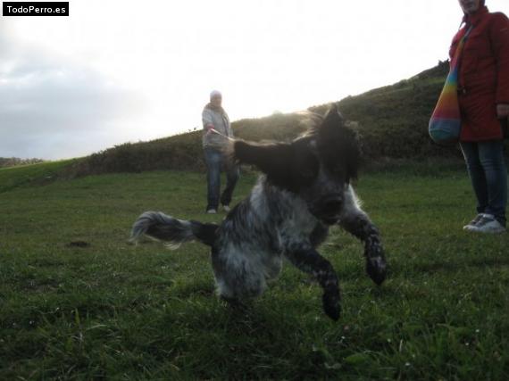 Foto del perro Iru