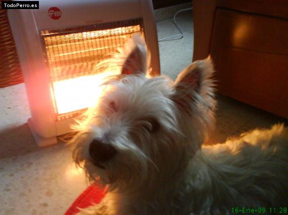 La foto del perro