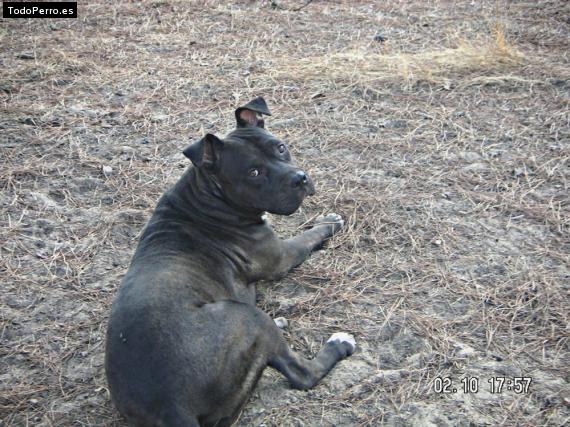 Foto del perro Yara