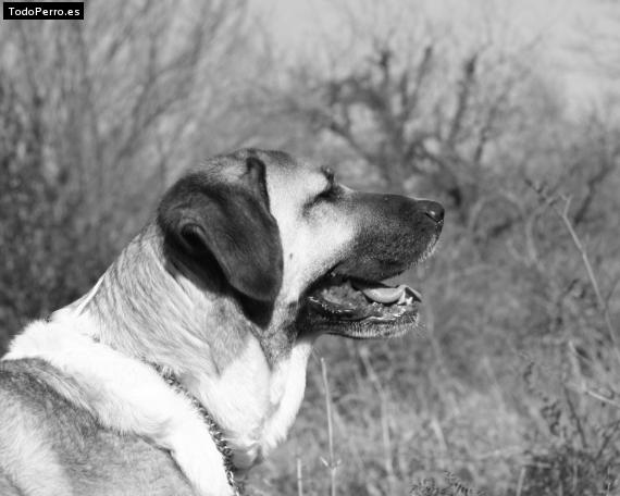 Foto del perro Satxa