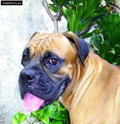 Foto del perro Junior
