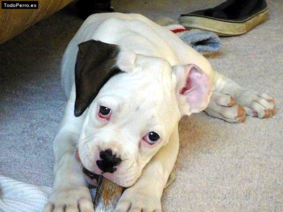 Foto del perro Niña
