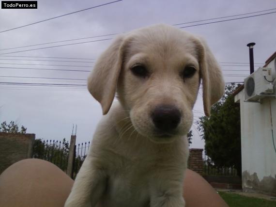 Foto del perro Canela