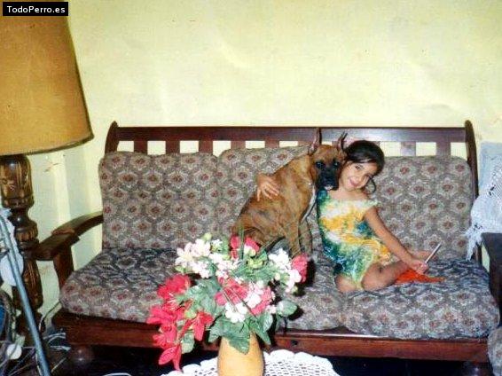 Foto del perro Bronco