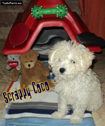 Foto del perro Scrappy coco