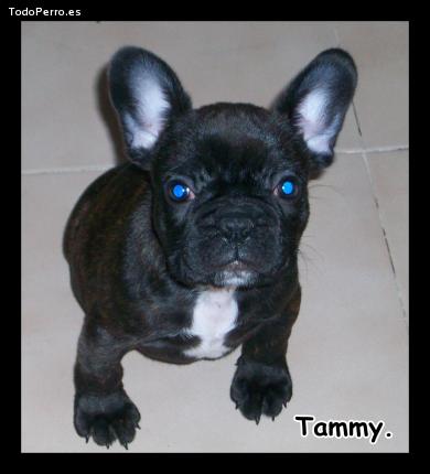 Foto del perro Tammy