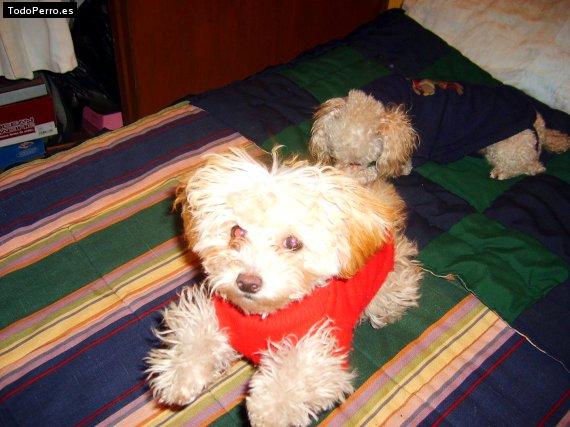 Foto del perro Hally