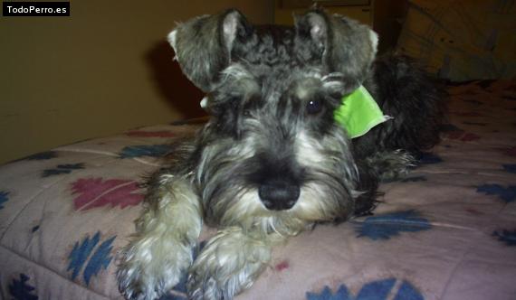 Foto del perro Usher