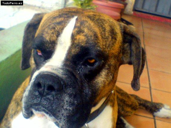 Foto del perro Tigre alejandro