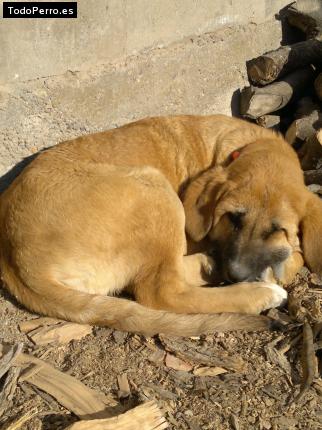 Foto del perro Falon